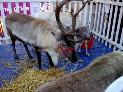 Reindeer in Canterbury