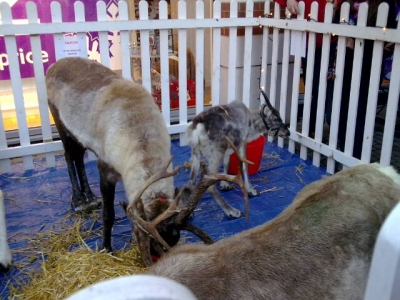 Reindeer in Canterbury