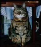 phoebe