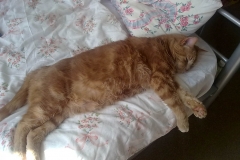 Moggies and more