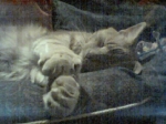 zonked