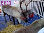 Reindeer in Canterbury