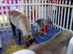 Reindeer in Canterbury